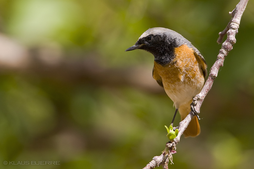 Redstart_KBJ1570.jpg - Redstart male - Kibbutz Neot Semadar