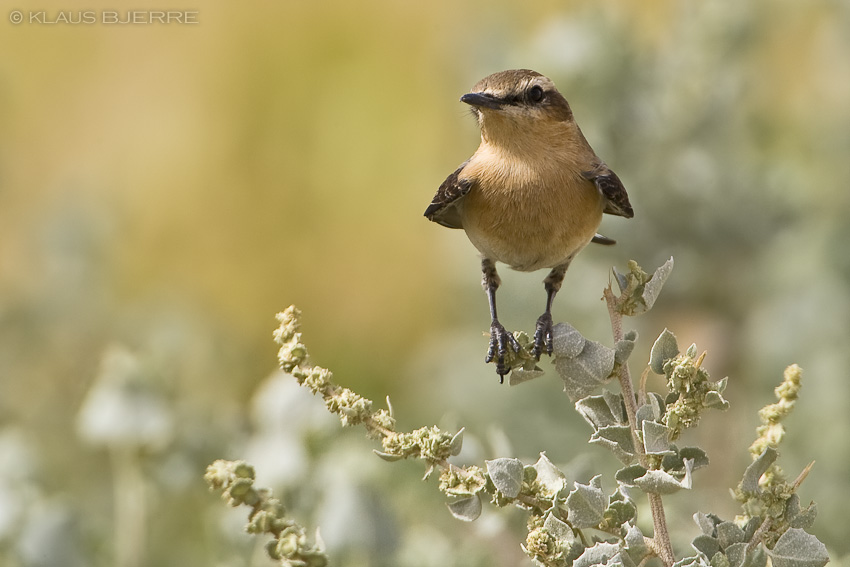 Wheatear_KBJ7970.jpg - Wheatear - Kibbutz Neot Semadar