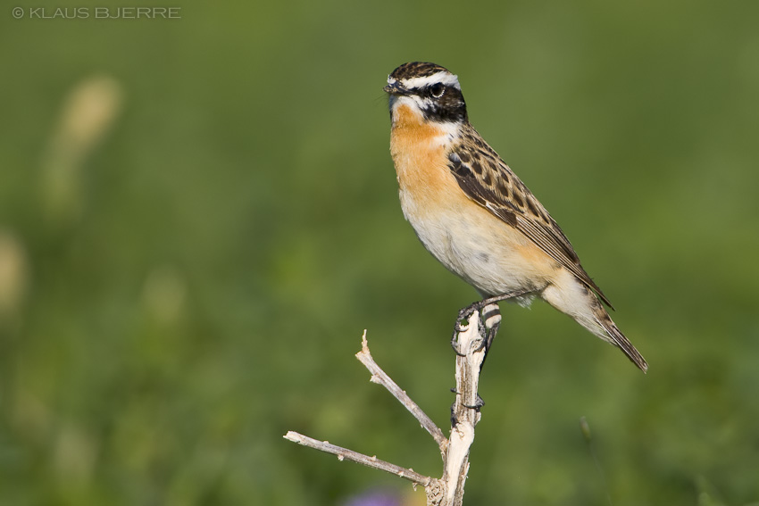 Whinchat_KBJ4425.jpg - Whinchat male  - Kibbutz Neot Semadar