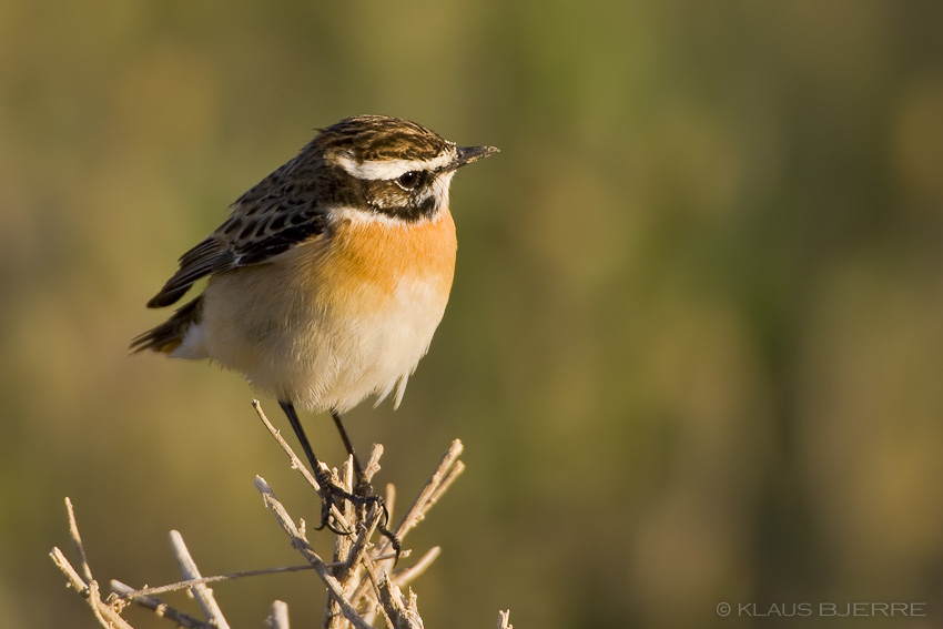 Whinchat_KBJ4471.jpg - Whinchat male - Kibbutz Neot Semadar