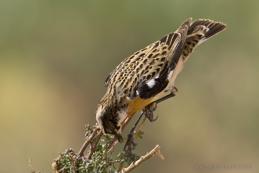 Whinchat_KBJ7858.jpg - Whinchat male - Kibbutz Neot Semadar