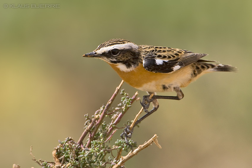 Whinchat_KBJ7861.jpg - Whinchat male - Kibbutz Neot Semadar