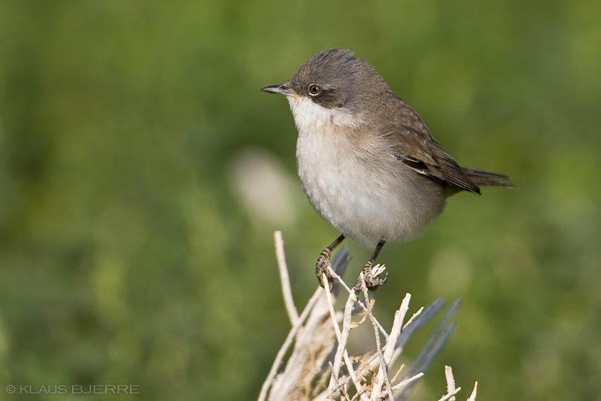 Whitethroat_KBJ9312.jpg - Lesser  Whitethroat - Kibbutz Neot Semadar