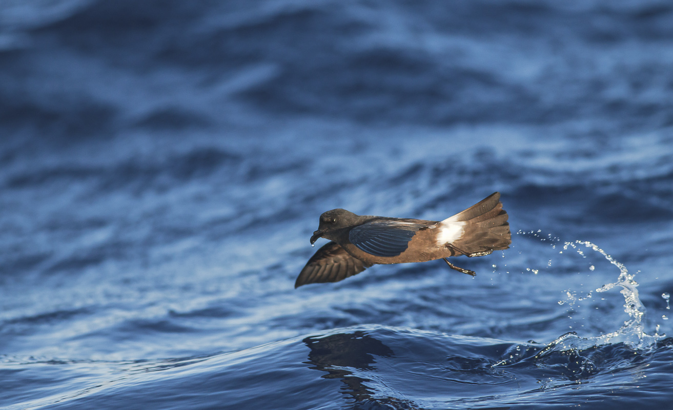 Madeira Wind Birds – Atlantic off Madeira June 2012 | KBphoto.dk